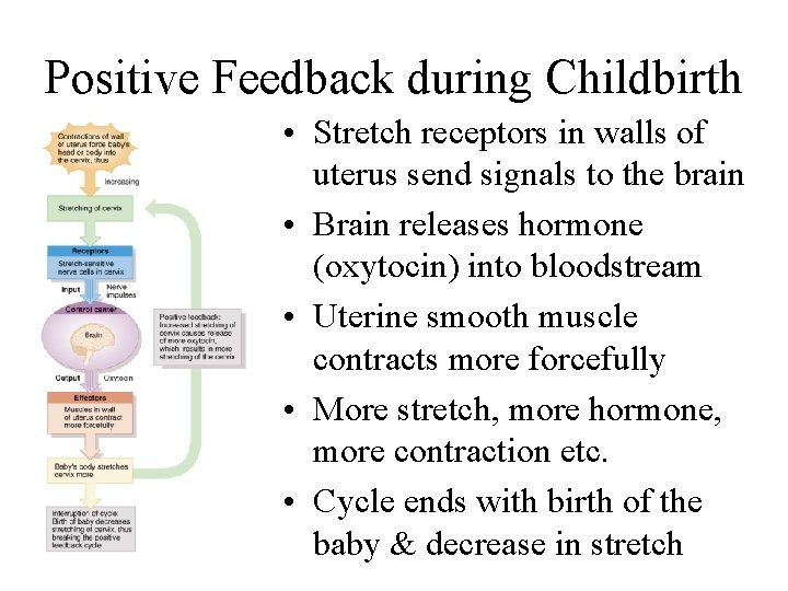 Positive Feedback during Childbirth • Stretch receptors in walls of uterus send signals to