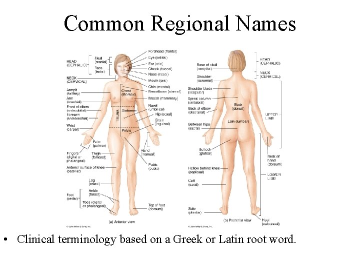 Common Regional Names • Clinical terminology based on a Greek or Latin root word.