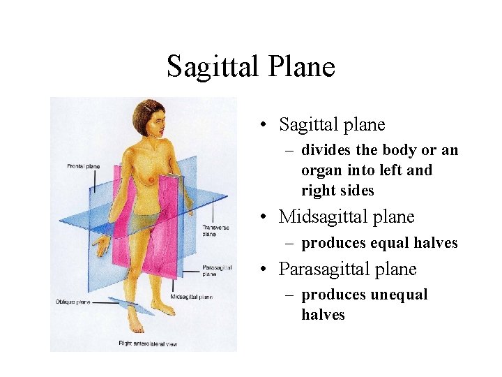 Sagittal Plane • Sagittal plane – divides the body or an organ into left