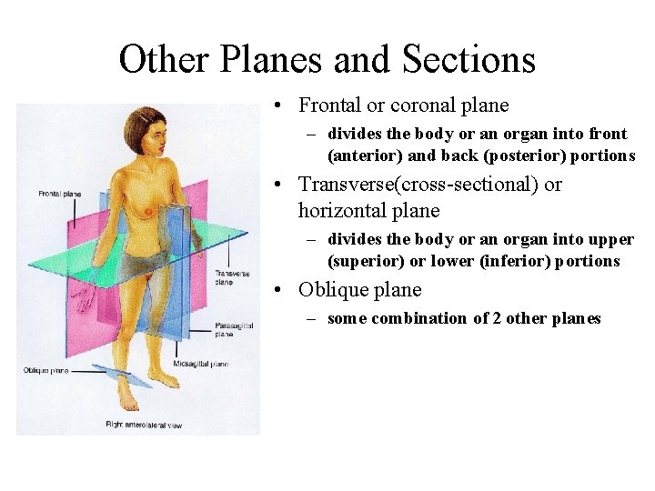 Other Planes and Sections • Frontal or coronal plane – divides the body or