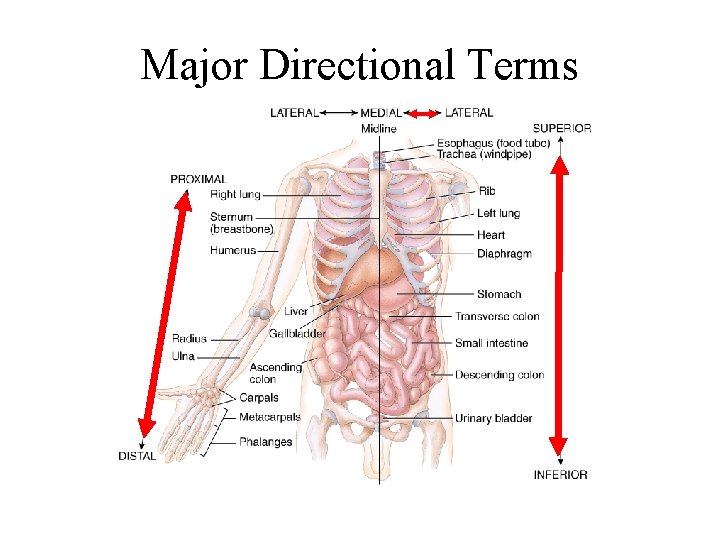 Major Directional Terms 