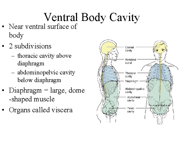 Ventral Body Cavity • Near ventral surface of body • 2 subdivisions – thoracic