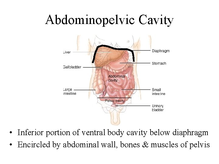 Abdominopelvic Cavity • Inferior portion of ventral body cavity below diaphragm • Encircled by