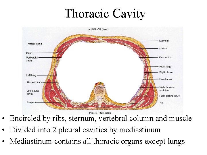 Thoracic Cavity • Encircled by ribs, sternum, vertebral column and muscle • Divided into