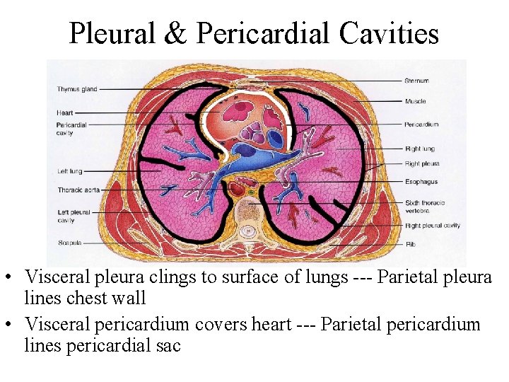 Pleural & Pericardial Cavities • Visceral pleura clings to surface of lungs --- Parietal