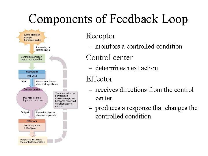 Components of Feedback Loop • Receptor – monitors a controlled condition • Control center