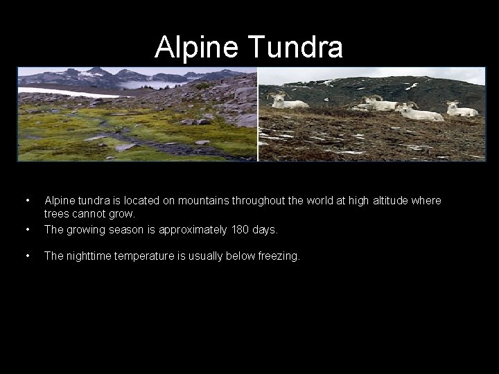 Alpine Tundra • • Alpine tundra is located on mountains throughout the world at