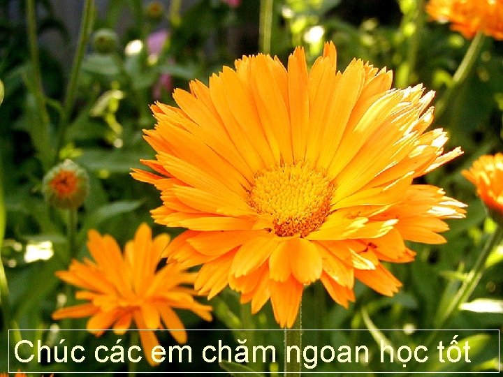 Chúc các em chăm ngoan học tốt 