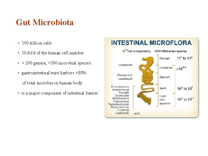 Gut Microbiota • 100 trillion cells • 10 -fold of the human cell number