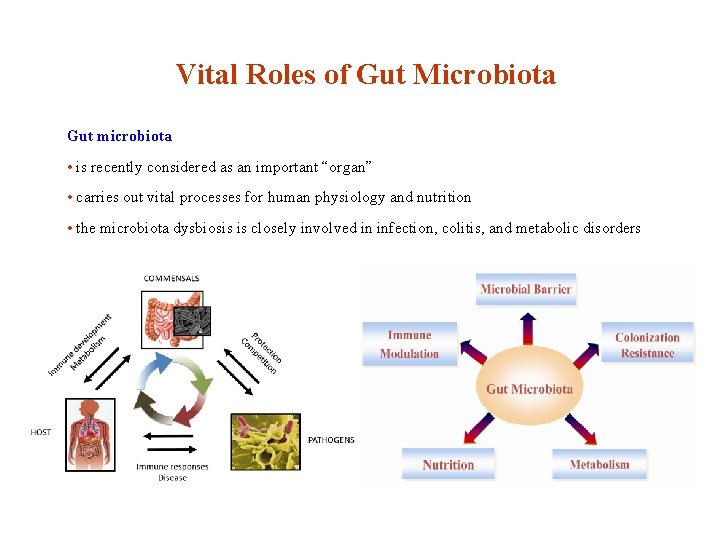 Vital Roles of Gut Microbiota Gut microbiota • is recently considered as an important