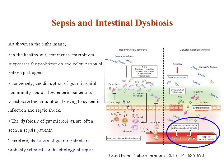 Sepsis and Intestinal Dysbiosis As shown in the right image, • in the healthy