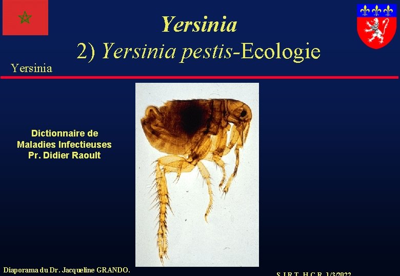 Yersinia 2) Yersinia pestis-Ecologie Dictionnaire de Maladies Infectieuses Pr. Didier Raoult Diaporama du Dr.