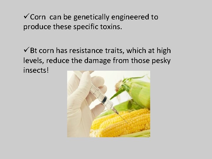 üCorn can be genetically engineered to produce these specific toxins. üBt corn has resistance