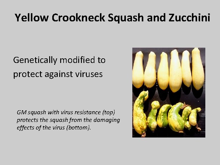 Yellow Crookneck Squash and Zucchini Genetically modified to protect against viruses GM squash with