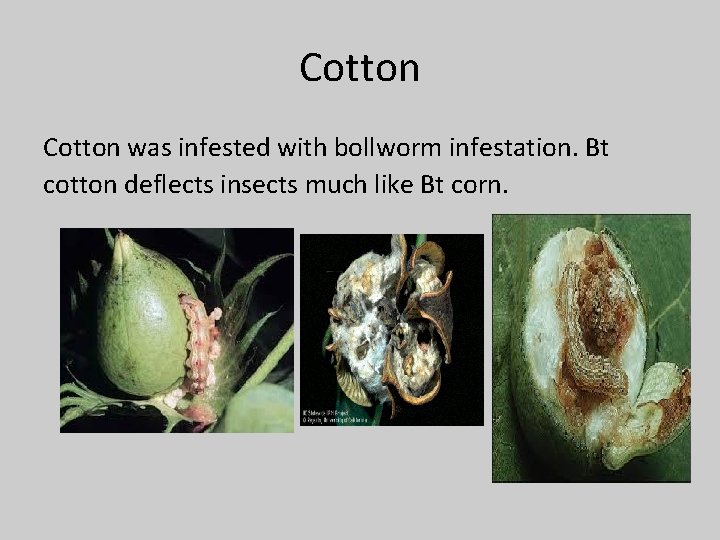 Cotton was infested with bollworm infestation. Bt cotton deflects insects much like Bt corn.