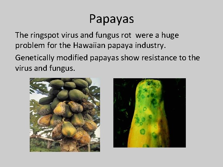 Papayas The ringspot virus and fungus rot were a huge problem for the Hawaiian