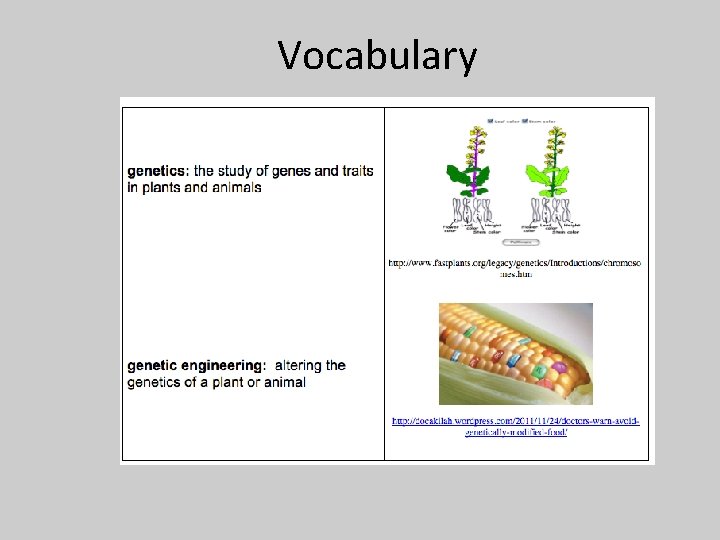 Vocabulary 