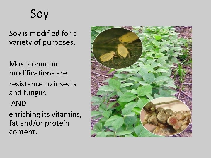 Soy is modified for a variety of purposes. Most common modifications are resistance to