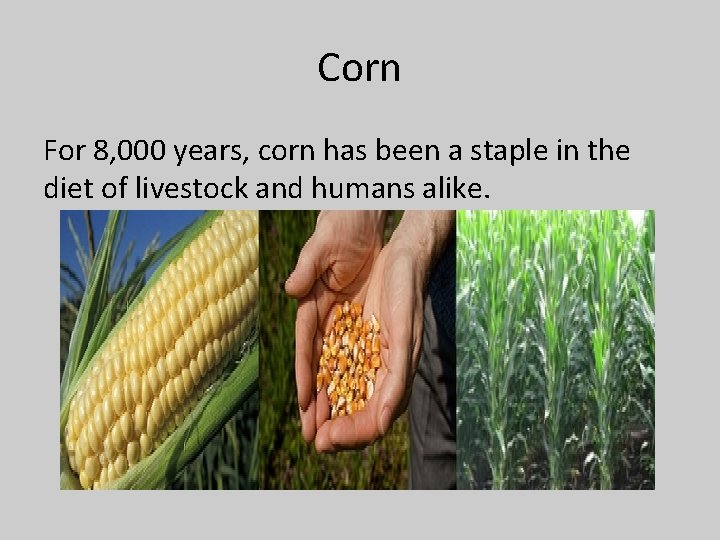 Corn For 8, 000 years, corn has been a staple in the diet of