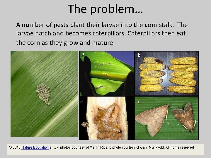 The problem… A number of pests plant their larvae into the corn stalk. The
