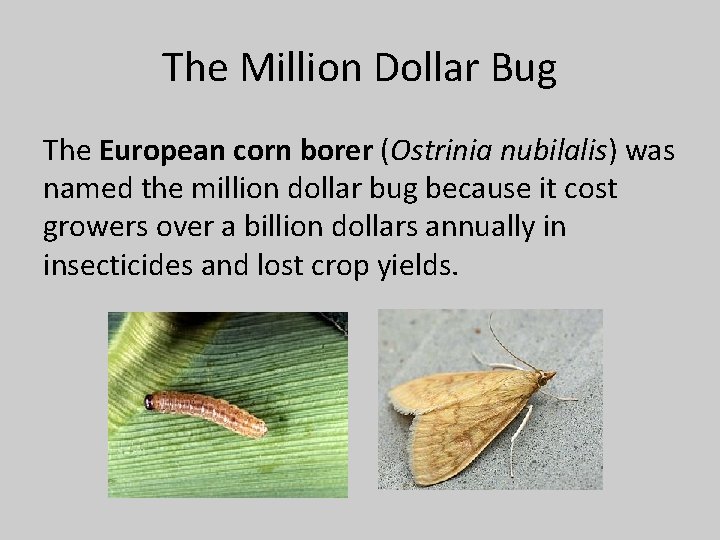 The Million Dollar Bug The European corn borer (Ostrinia nubilalis) was named the million