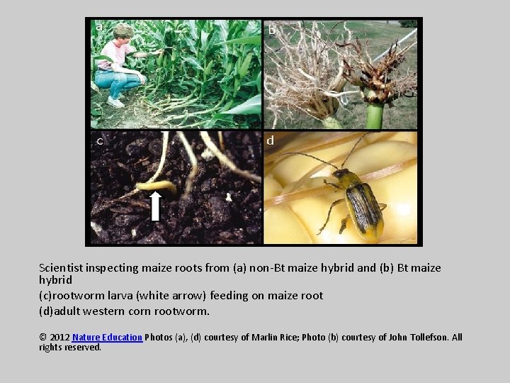 Scientist inspecting maize roots from (a) non-Bt maize hybrid and (b) Bt maize hybrid