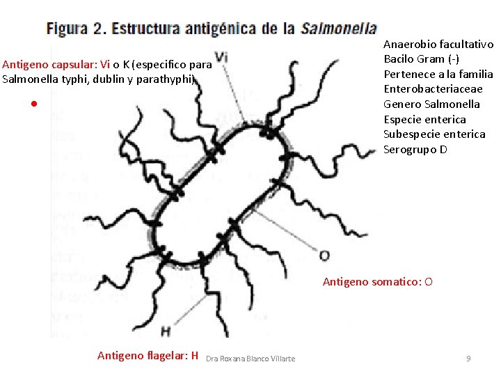 Antigeno capsular: Vi o K (especifico para Salmonella typhi, dublin y parathyphi) • Antigeno