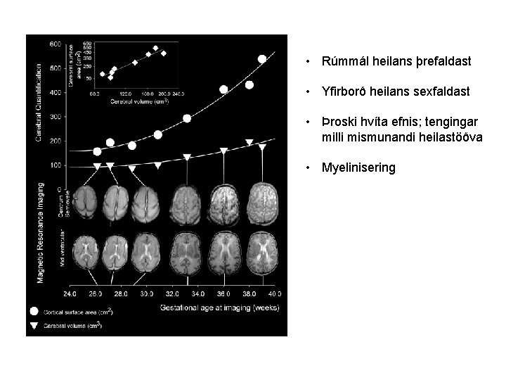  • Rúmmál heilans þrefaldast • Yfirborð heilans sexfaldast • Þroski hvíta efnis; tengingar