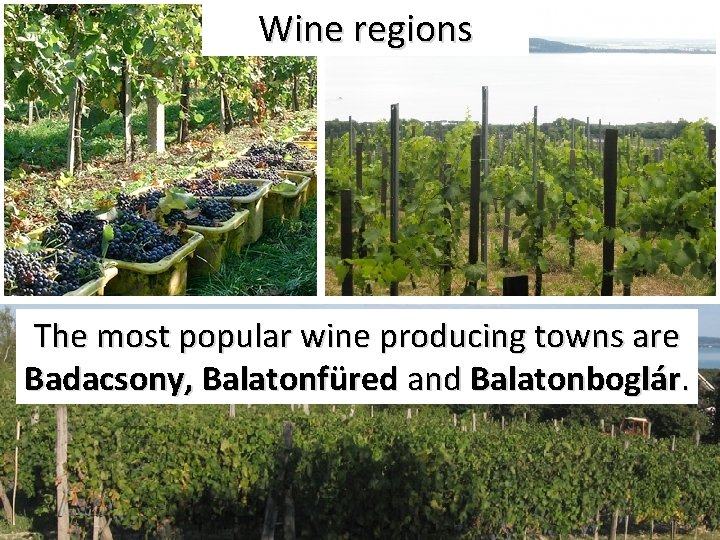 Wine regions The most popular wine producing towns are Badacsony, Balatonfüred and Balatonboglár. 