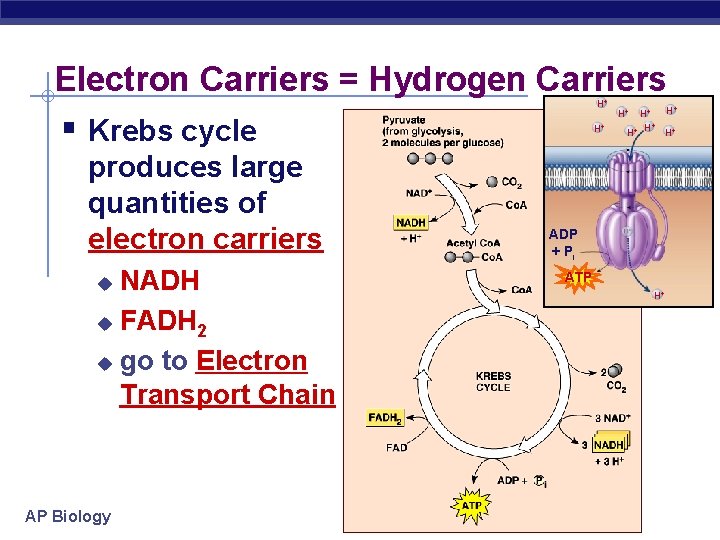Electron Carriers = Hydrogen Carriers H+ § Krebs cycle produces large quantities of electron