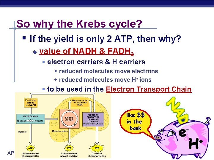 So why the Krebs cycle? § If the yield is only 2 ATP, then