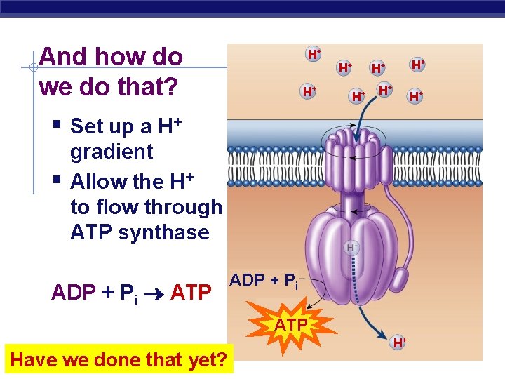 And how do we do that? § Set up a H+ § H+ H+