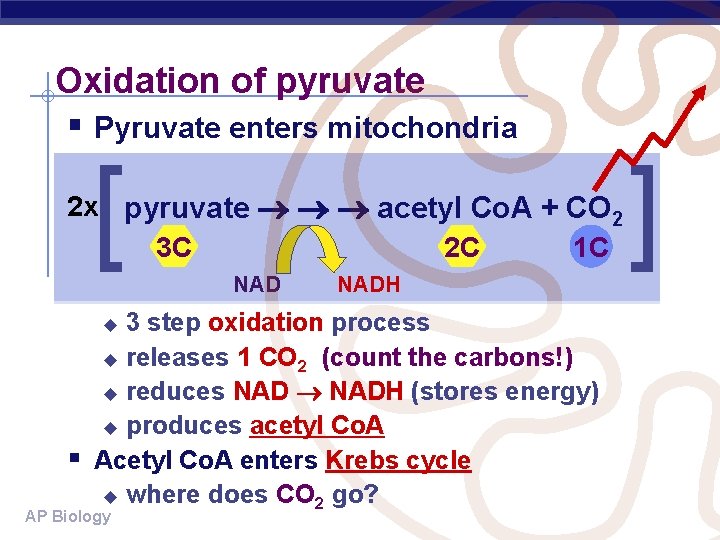 Oxidation of pyruvate § Pyruvate enters mitochondria [ 2 x pyruvate acetyl Co. A