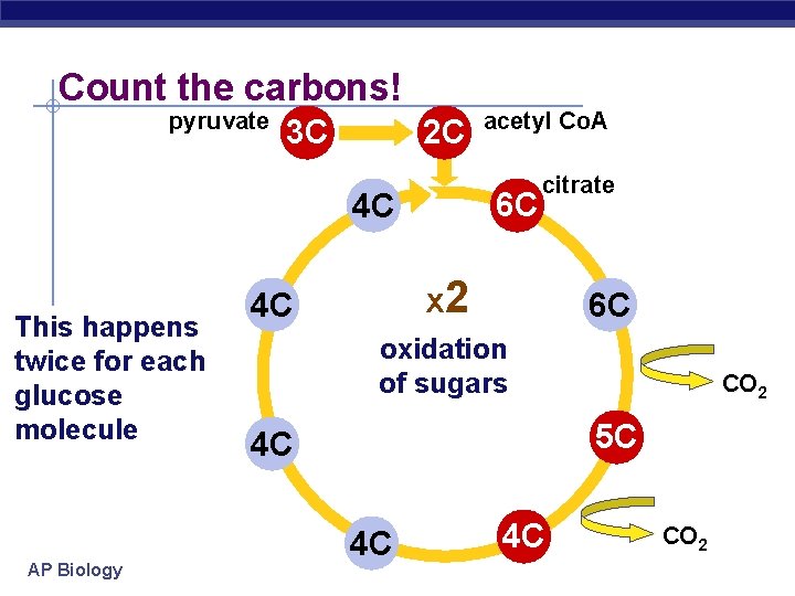 Count the carbons! pyruvate 3 C 2 C 6 C 4 C This happens