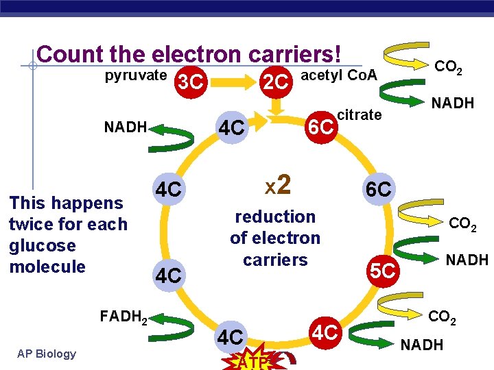 Count the electron carriers! pyruvate 3 C FADH 2 AP Biology 6 C 4