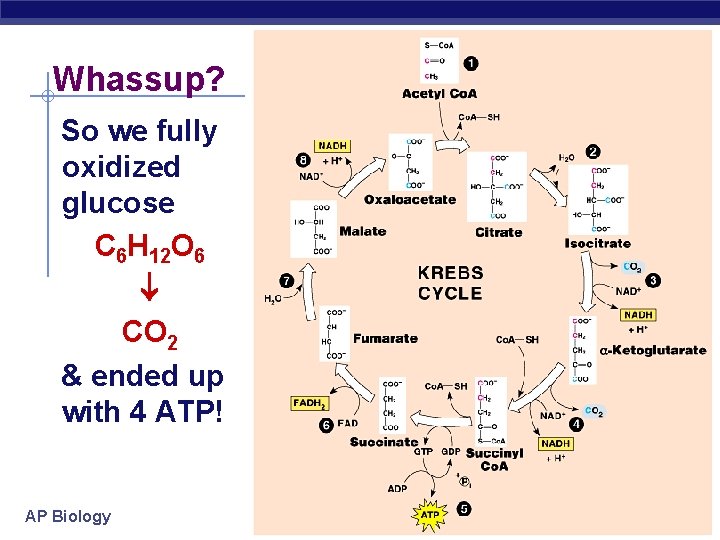 Whassup? So we fully oxidized glucose C 6 H 12 O 6 CO 2