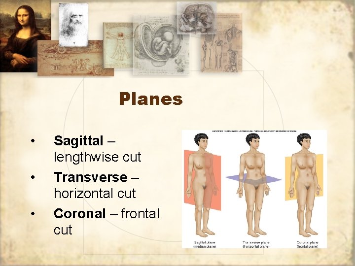 Planes • • • Sagittal – lengthwise cut Transverse – horizontal cut Coronal –