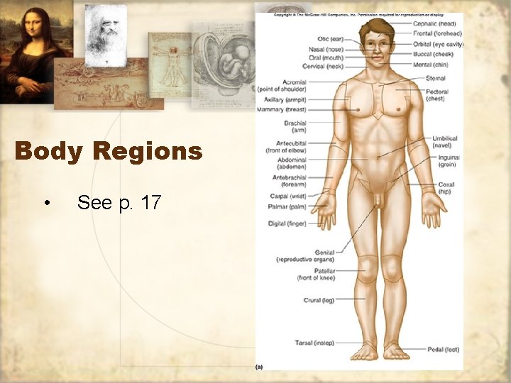 Body Regions • See p. 17 