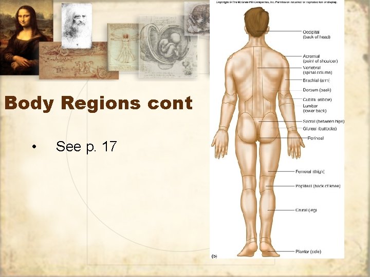 Body Regions cont • See p. 17 