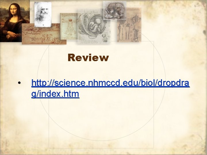 Review • http: //science. nhmccd. edu/biol/dropdra g/index. htm 