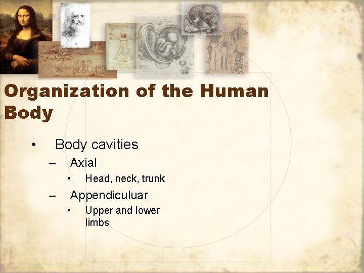 Organization of the Human Body • Body cavities – Axial • – Head, neck,