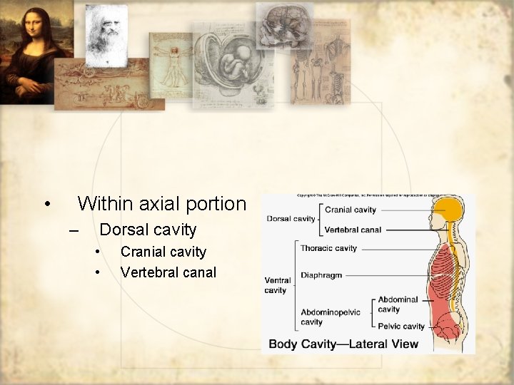  • Within axial portion – Dorsal cavity • • Cranial cavity Vertebral canal