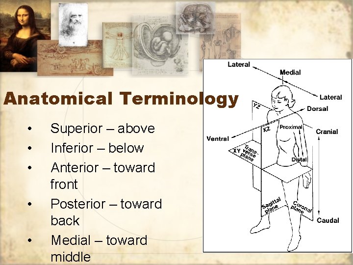 Anatomical Terminology • • • Superior – above Inferior – below Anterior – toward