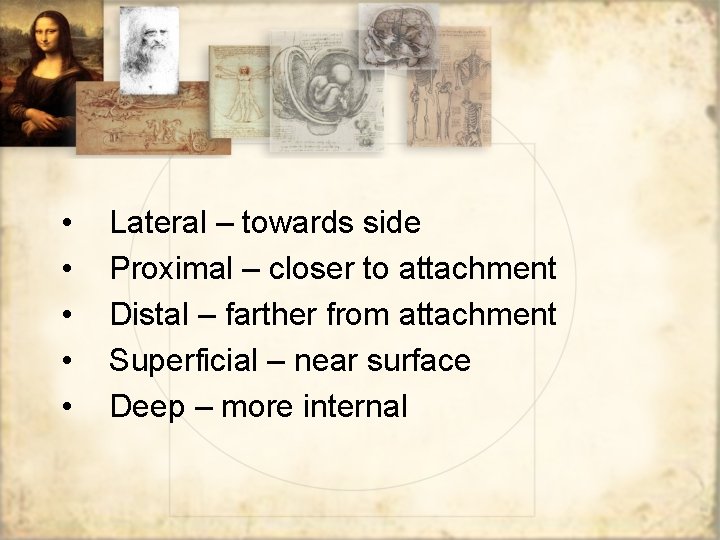 • • • Lateral – towards side Proximal – closer to attachment Distal