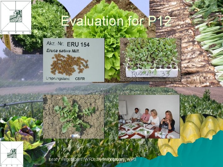 Evaluation for P 12 Leafy Vegetables, WP 3, Leafy 14 th Vegetables, February WP