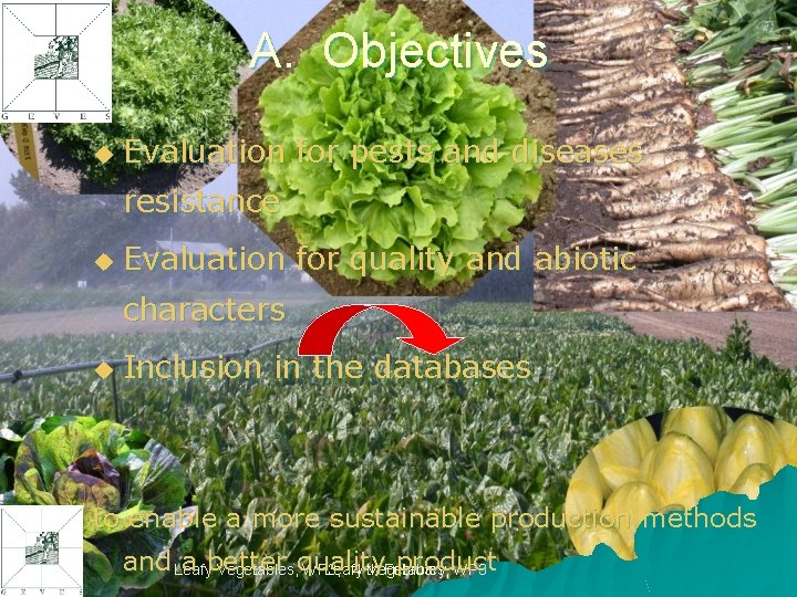A. Objectives u Evaluation for pests and diseases resistance u Evaluation for quality and