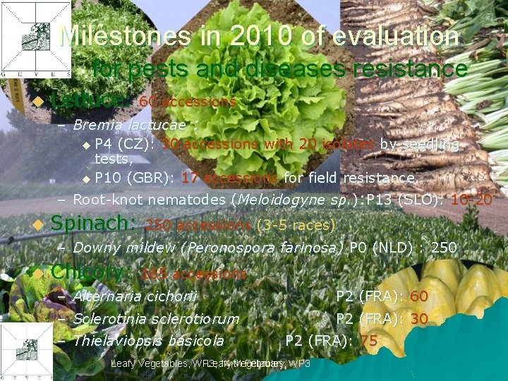 Milestones in 2010 of evaluation for pests and diseases resistance u Lettuce: 60 accessions