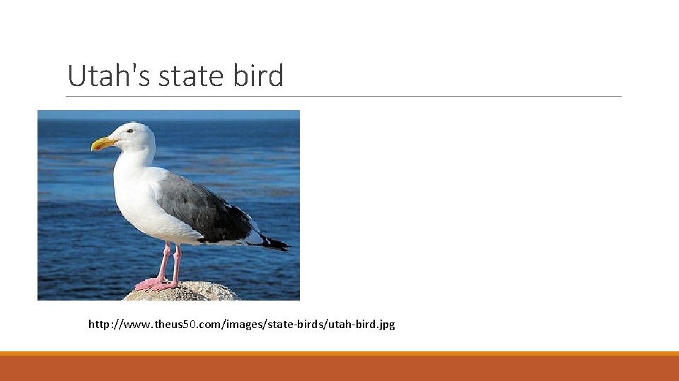 Utah's state bird http: //www. theus 50. com/images/state-birds/utah-bird. jpg 