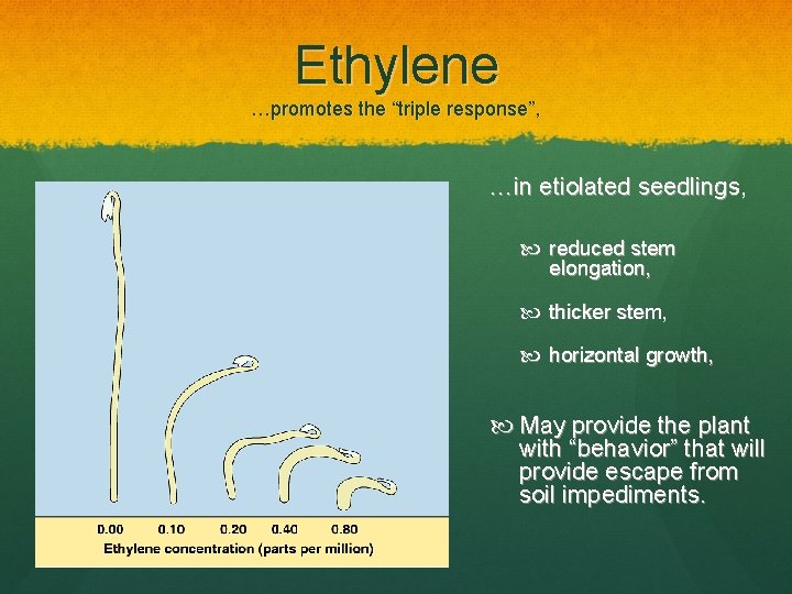 Ethylene …promotes the “triple response”, …in etiolated seedlings, reduced stem elongation, thicker stem, horizontal