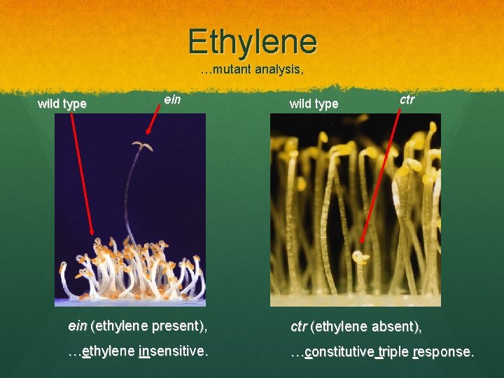 Ethylene …mutant analysis, wild type ein wild type ctr ein (ethylene present), ctr (ethylene
